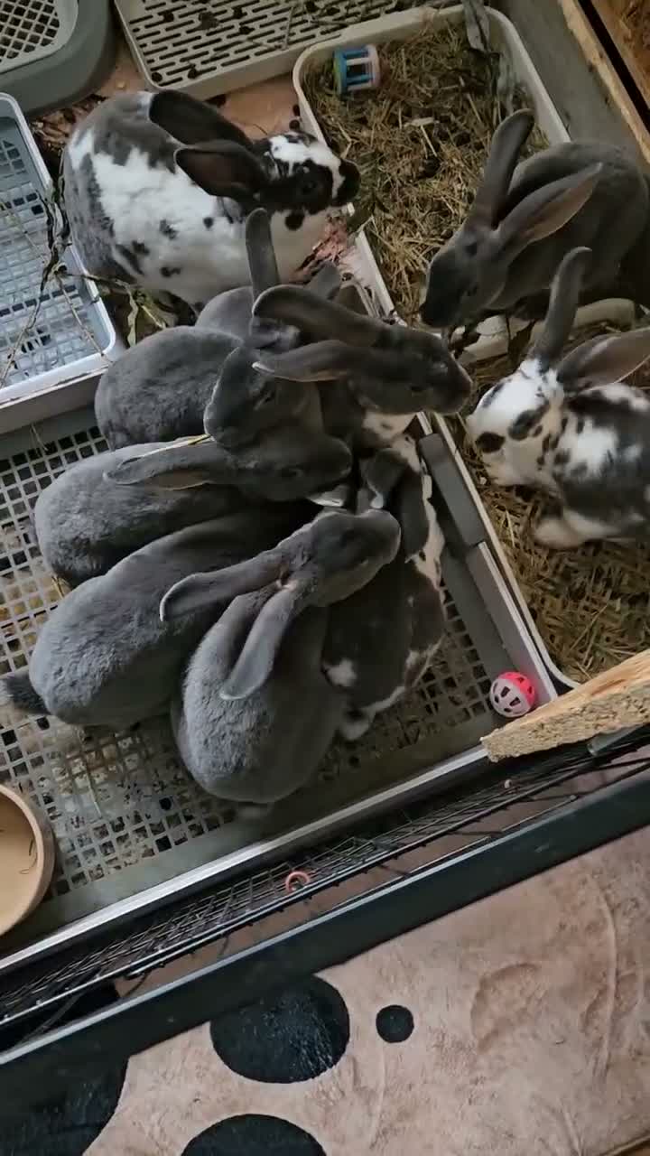 Rex rabbits for sale: Blue and Broken Butterfly Mini Rexes - Video 1