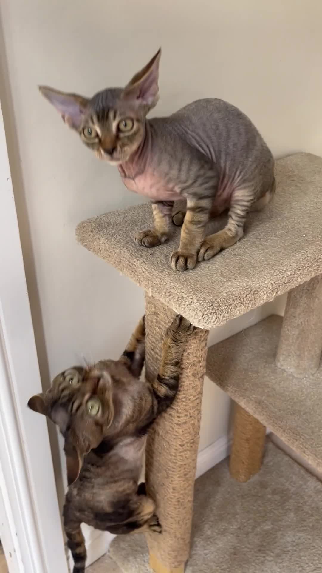 Devon Rex cats for sale: Devon Rex kitten-super social playful and loving  - Video 1