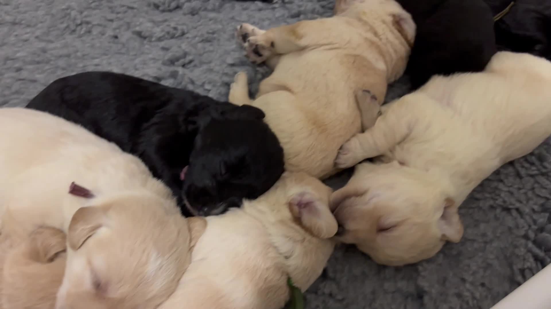 Labradoodle dogs for sale: F1 labradoodle pup. Parents health tested & KC reg - Video 2