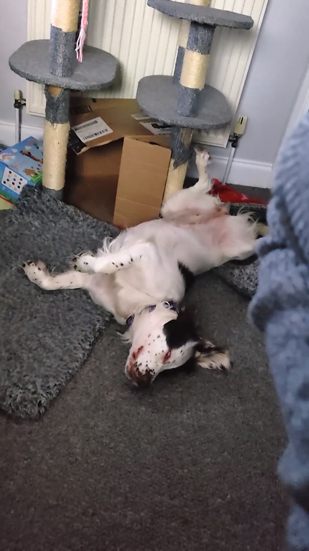 Sprocker dogs for sale: Beautiful loved female sprocker in Chichester - Video 1