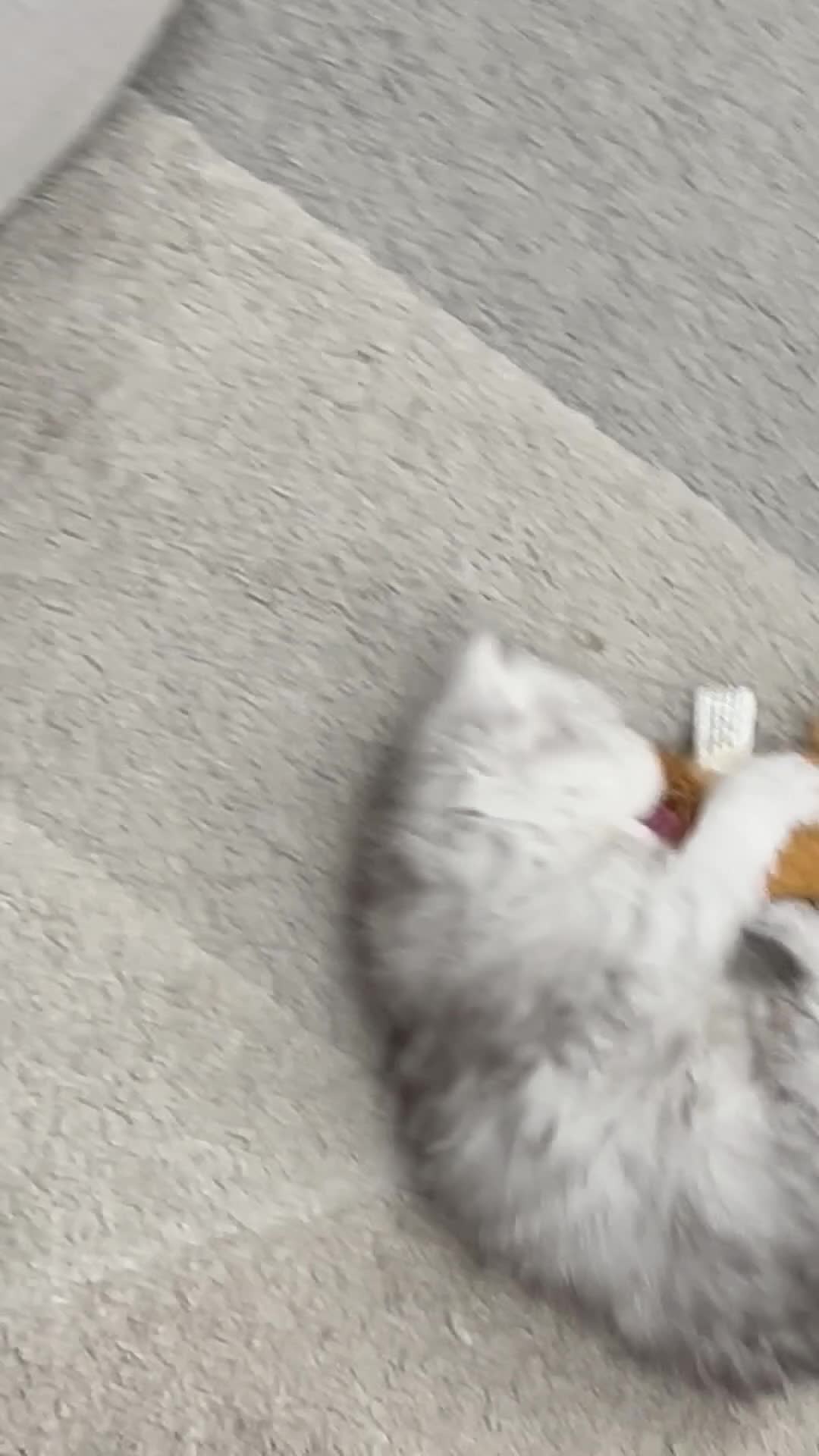 Persian cats for sale: Beautiful Persian Kittens - Video 1
