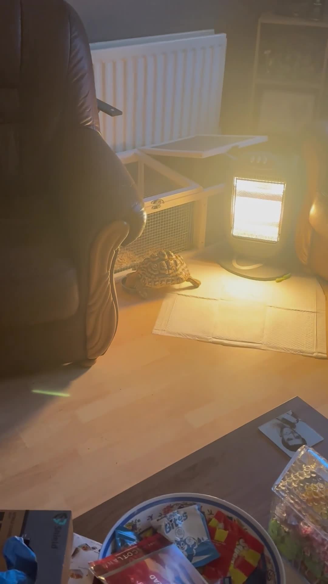 Tortoise reptiles for sale: Leopard tortoise in Barking - Video 2