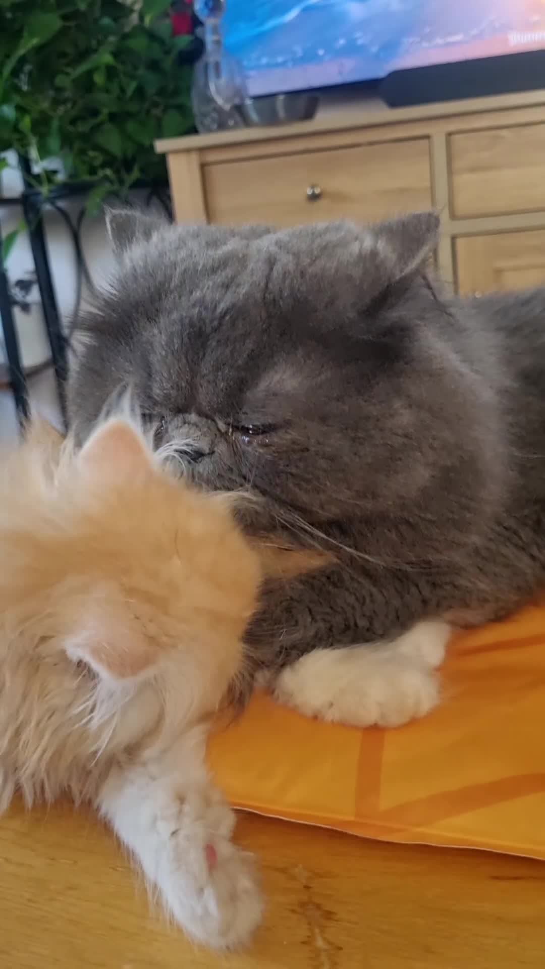 Persian cats for sale: Persian  - Video 4