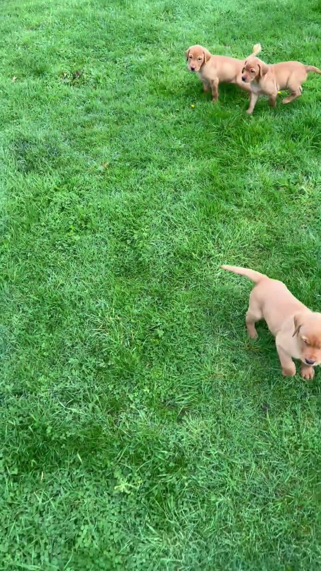 Labrador Retriever dogs for sale: Fox Red Labrador’s  - Video 3