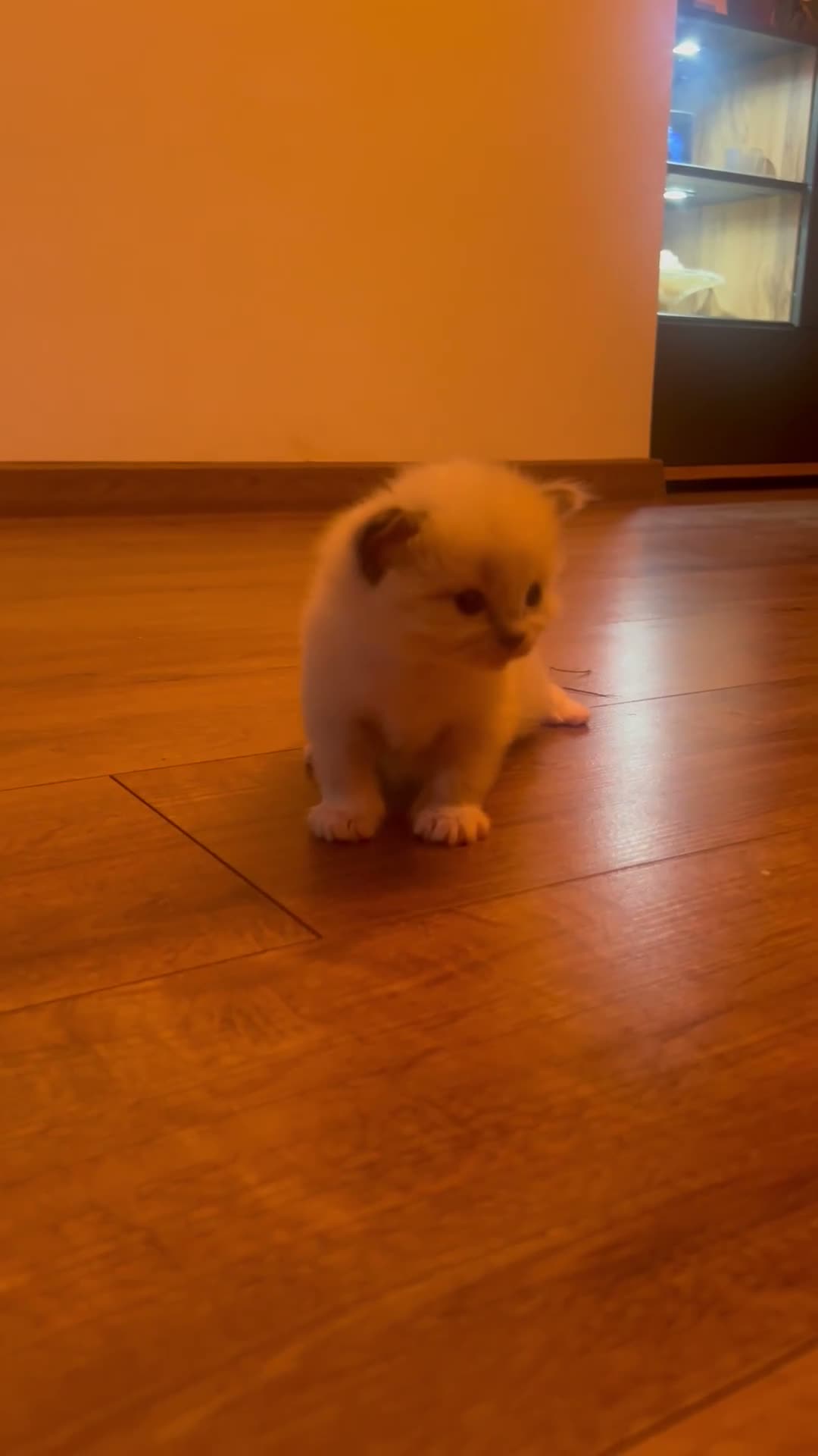 Ragdoll cats for sale: 3 kittens, 5 weeks old - Video 2
