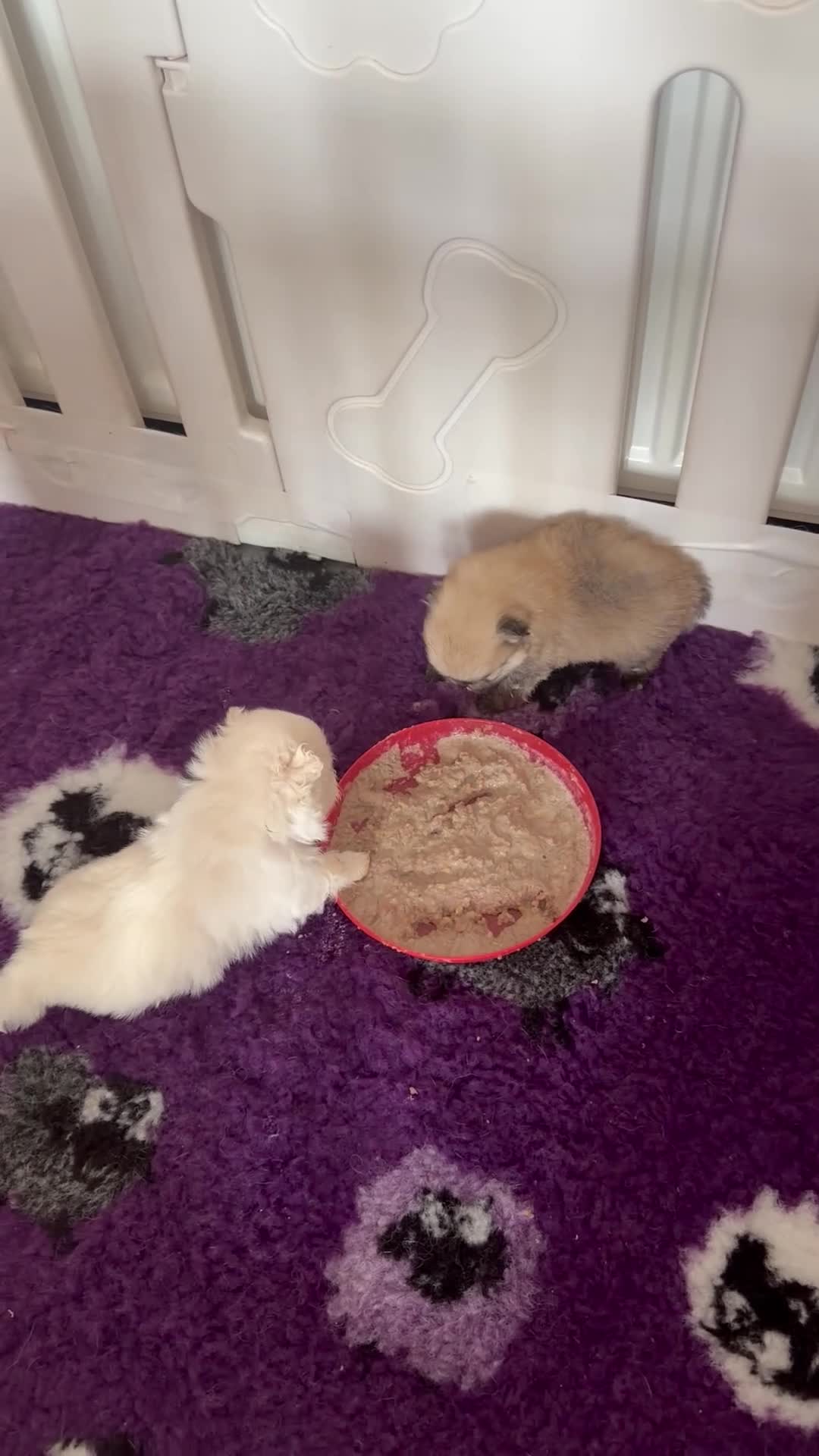 Pomeranian dogs for sale: Teddy Bear Pomeranians  - Video 1