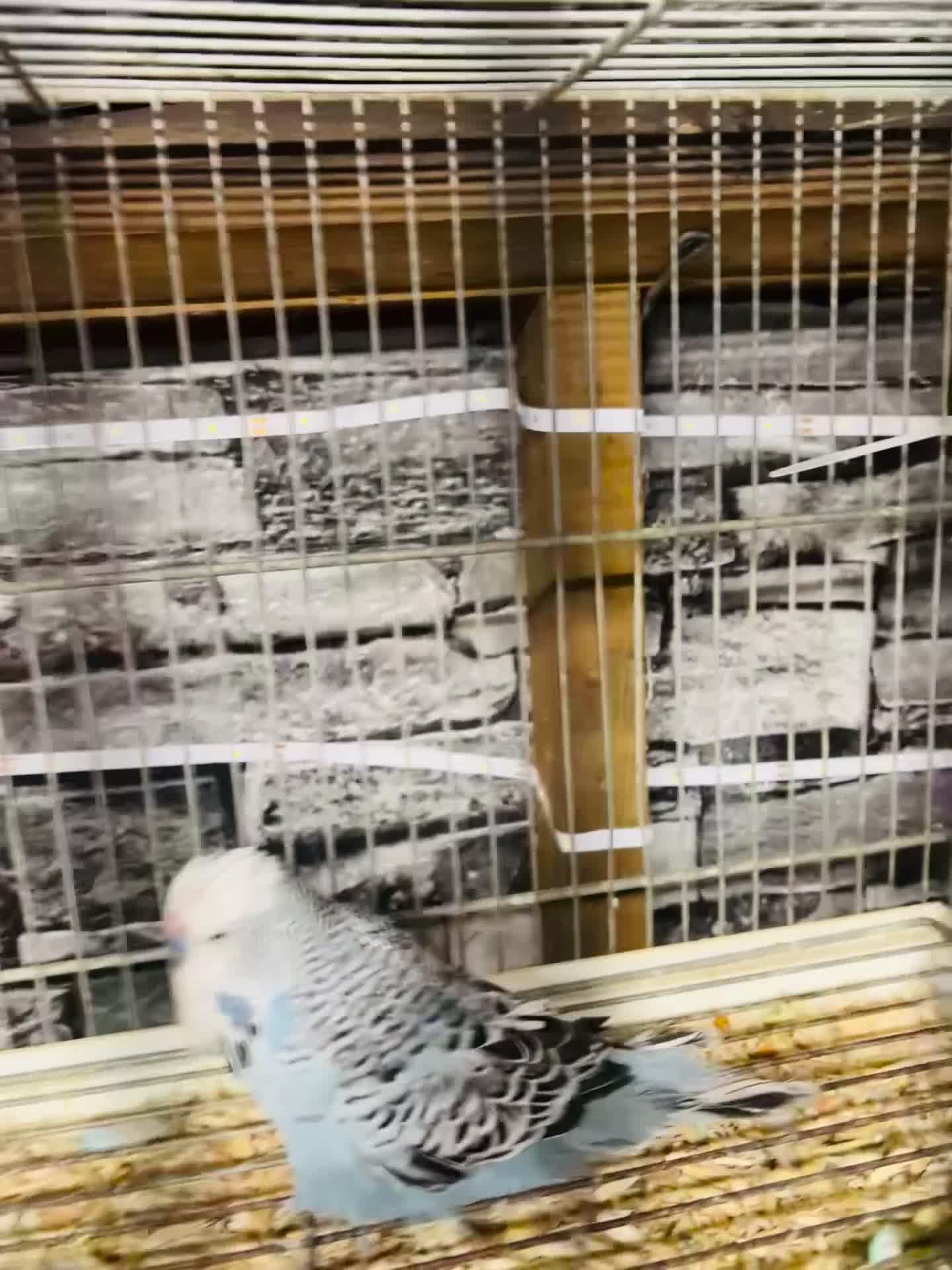 Lovebirds birds for sale: Various peachface lovebirds for sale  - Video 1