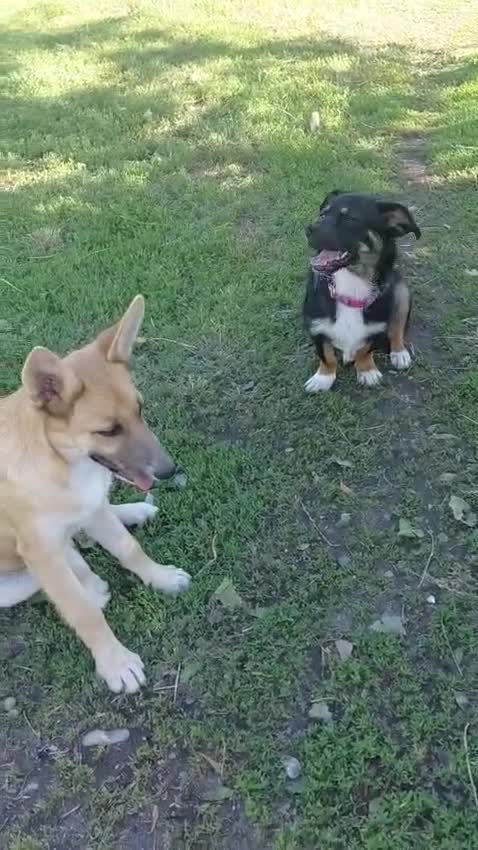 Mixed Breed dogs for adoption: 🐾HOPE - From Death Row to a Heart Full of Hope 💛 in Nottingham - Video 4