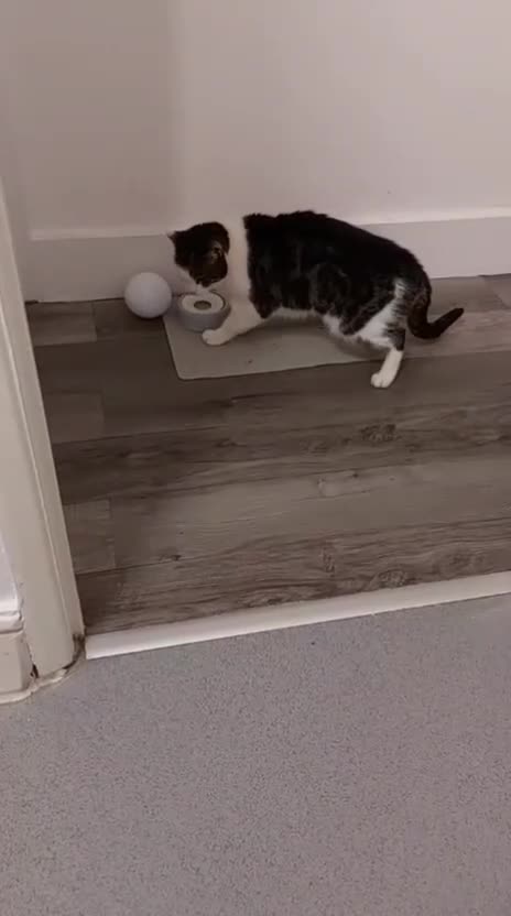 European cats for sale: Meet Patch - Video 1