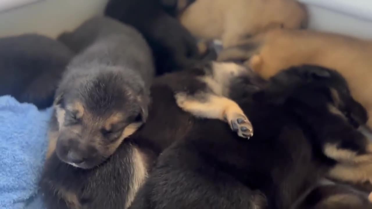 German Shepherd dogs for sale: BEAUTIFUL GERMAN SHEPHERD PUPPIES 😍 - Video 1