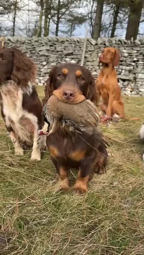 Cocker Spaniel dogs for sale: Champion bloodline cocker spaniels  - Video 2