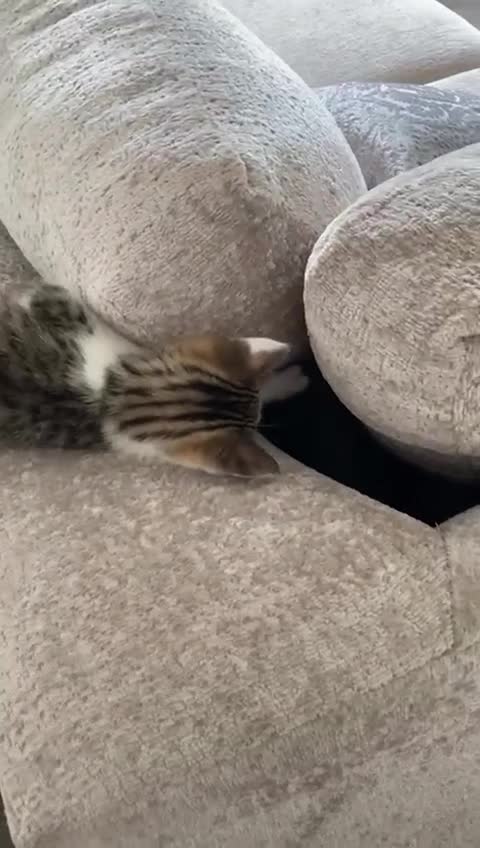 Mixed Breed cats for sale: 7 beautiful kittens ready for a loving home - Video 1