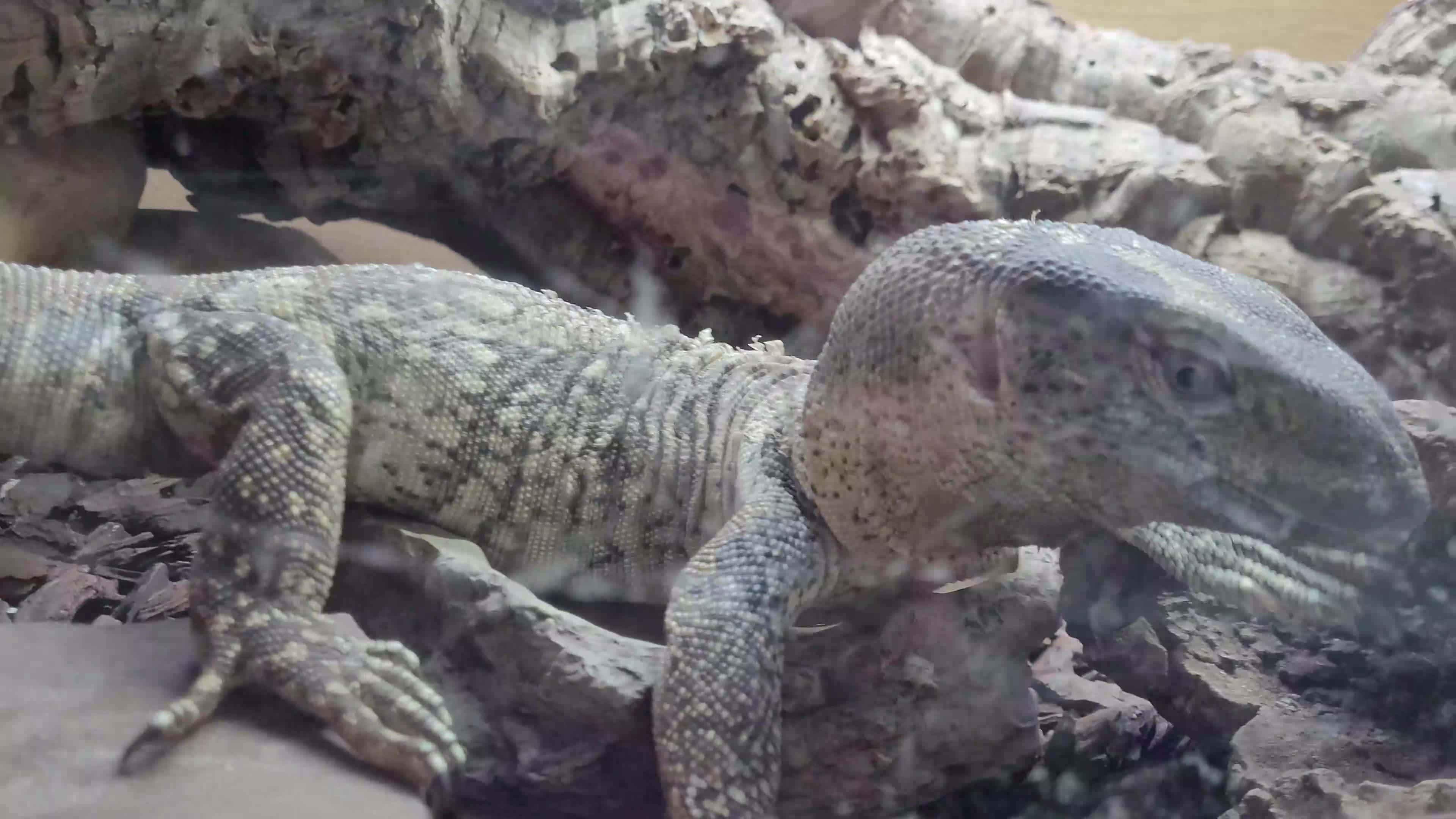 Mixed Breed reptiles for sale: White Throat Monitors - Video 1