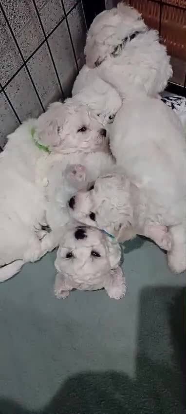 Bichon Frise dogs for sale: Bichon Frise 4 boys ( only 1 boy left ) - Video 3