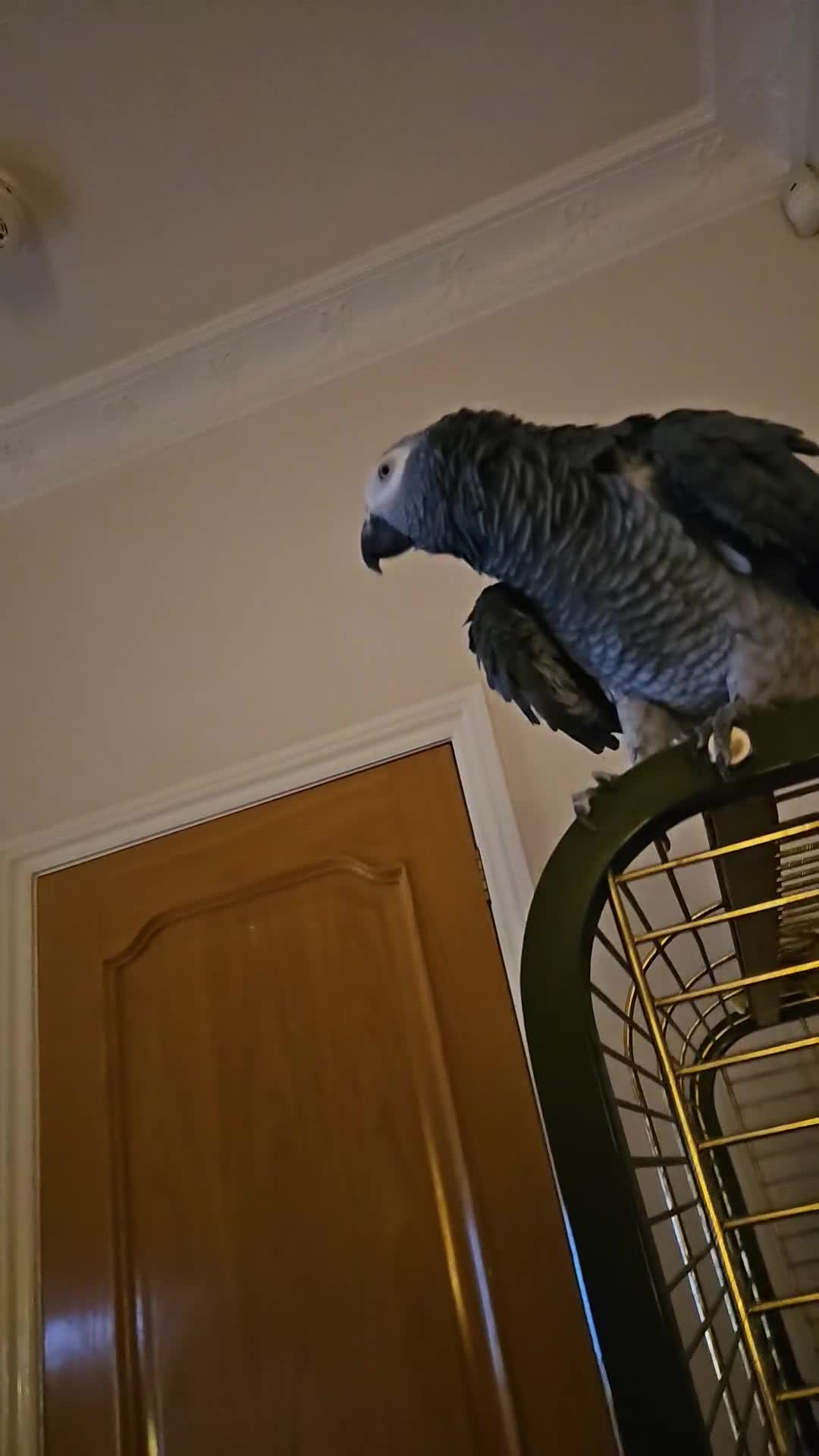 Parrots birds for sale: African grey  in Burnley - Video 1