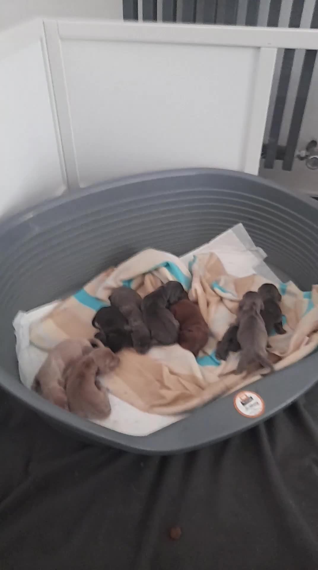 Miniature Dachshund dogs for sale: miniature dachshund pups - Video 1
