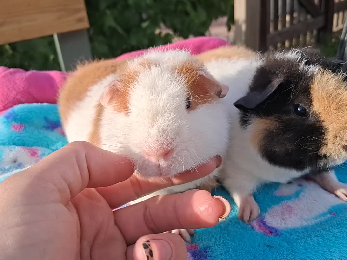 Guinea Pig rodents for sale: 2 Teddy baby boars - Video 1