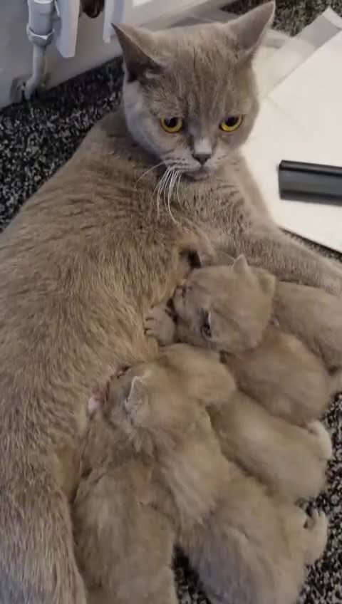 British Shorthair cats for sale: For Sale – British Shorthair Kittens - Video 1