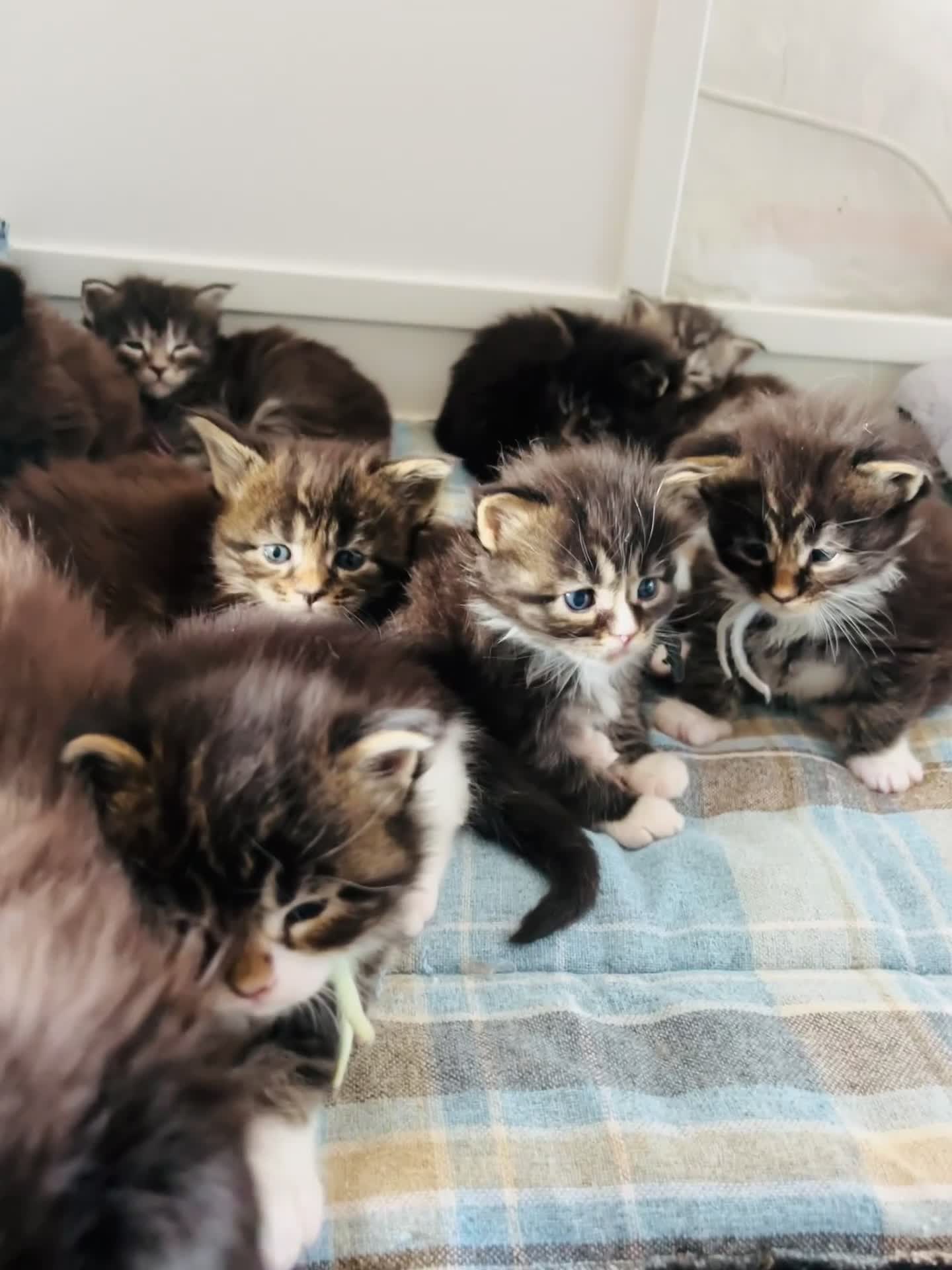 Maine Coon cats for sale: Stunning pedigree Maine coon kittens TICA - Video 3