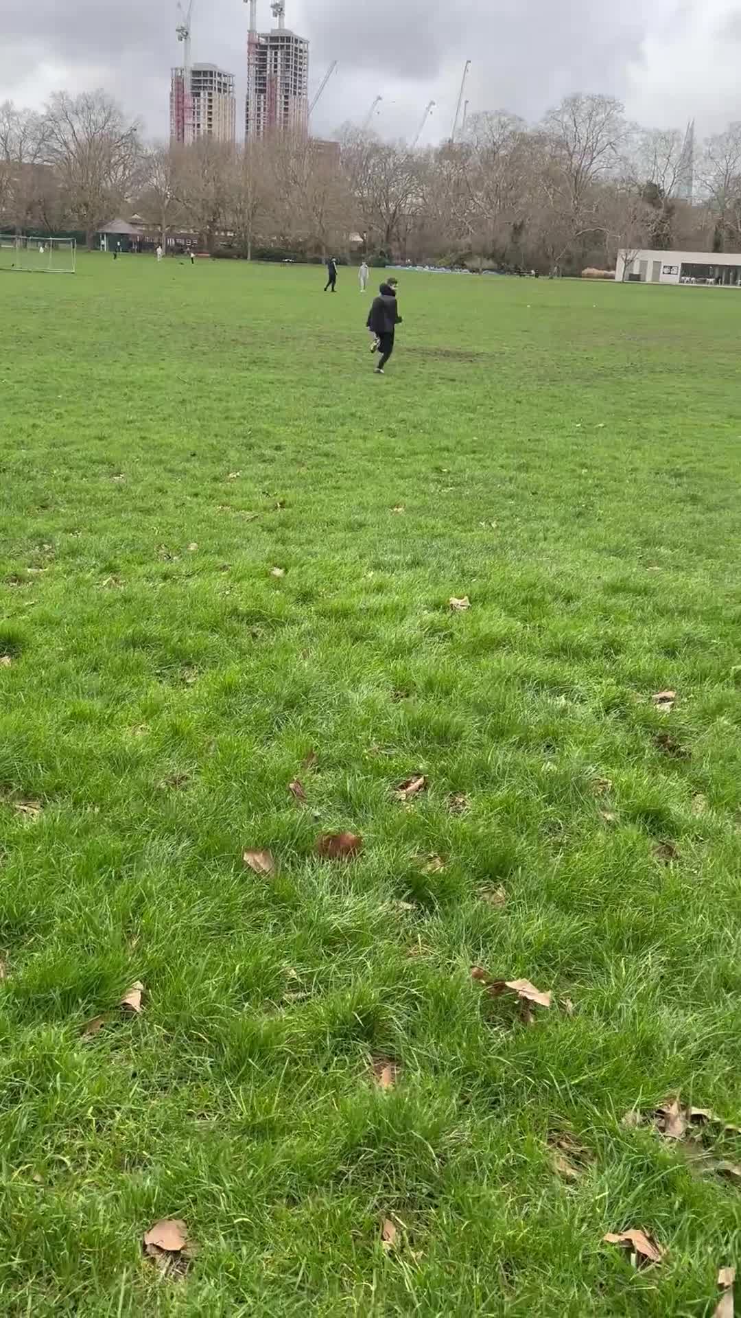 Mixed Breed dogs for sale: 14 month old whippet for sale  in London - Video 1