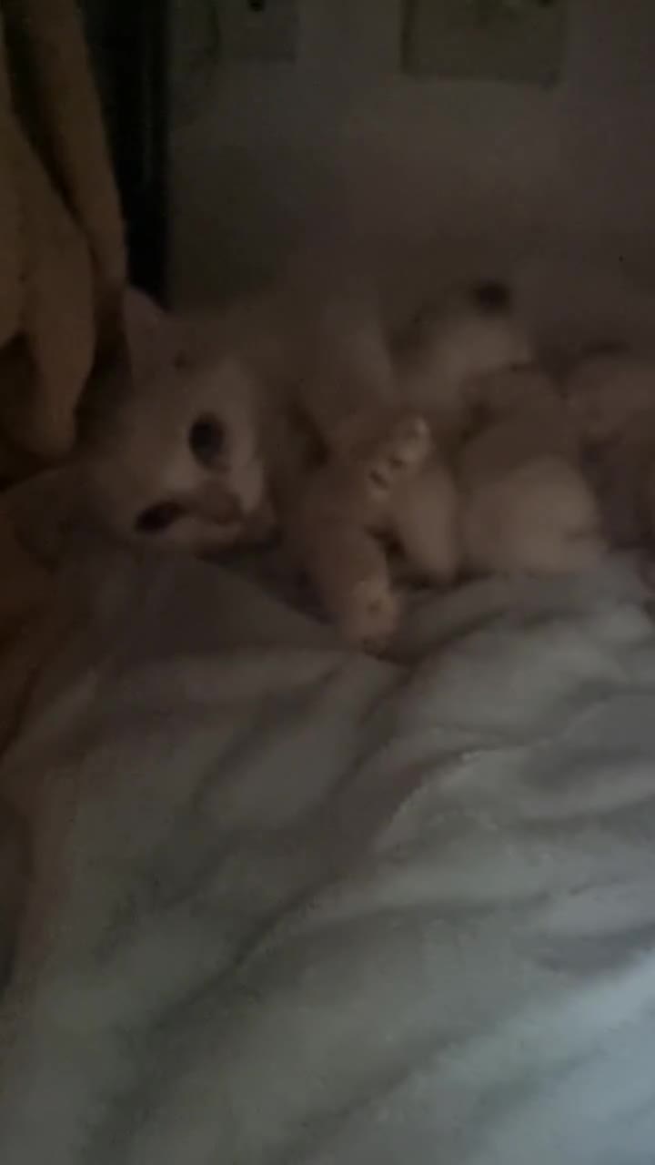 Mixed Breed cats for sale: Adorable Kittens looking for Their Forever Home - Video 2