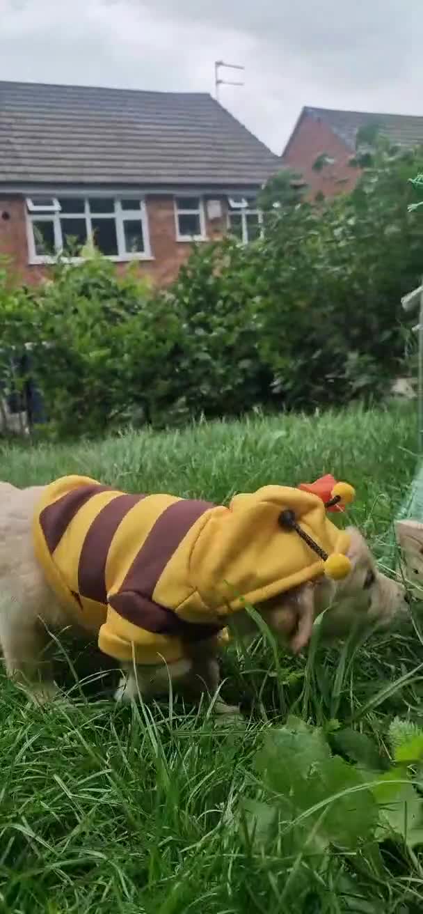 Golden Retriever dogs for sale: 💫💫💫 All puppies are reserved 💫💫💫 in Saint Helens - Video 2