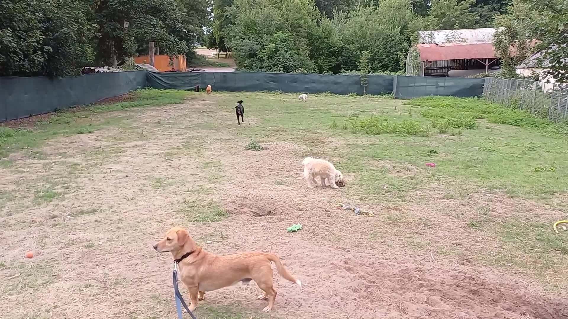 Mixed Breed dogs for adoption: An Adorable Labrador cross Boy - for a Loving Home - Video 5