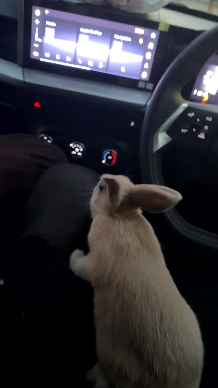 Netherland Dwarf rabbits for sale: Cute baby rabbit in Dagenham - Video 1