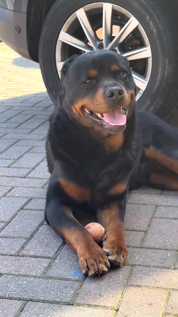 Rottweiler dogs for stud: Protection trained Serbian Rottweiler for Stud in Oldbury - Video 3