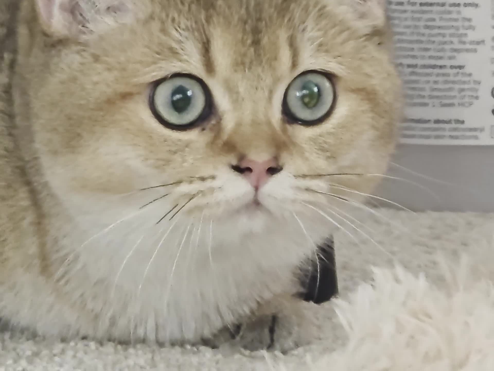 British Shorthair cats for sale: British Shorthair Pair for Sale – Pixey & Simba - Video 2