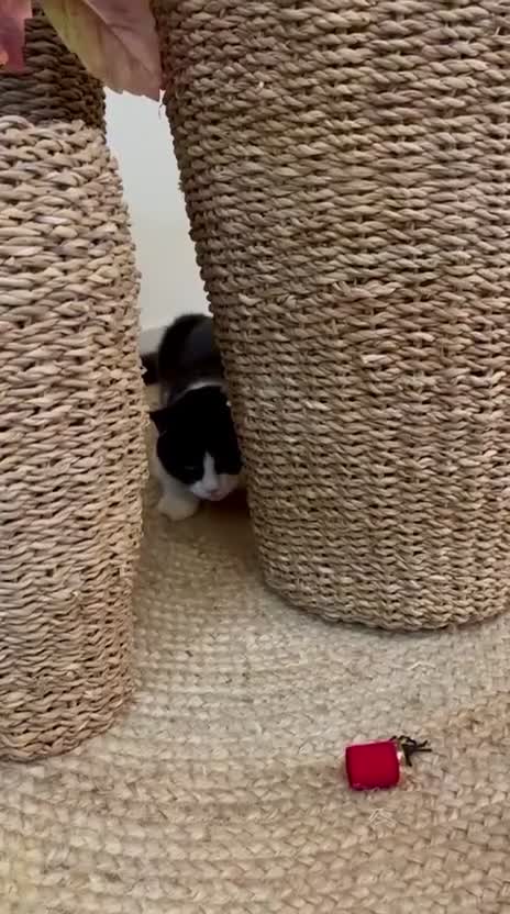 Mixed Breed cats for adoption: Lilian, the gorgeous one-eyed queen 👑  - Video 1