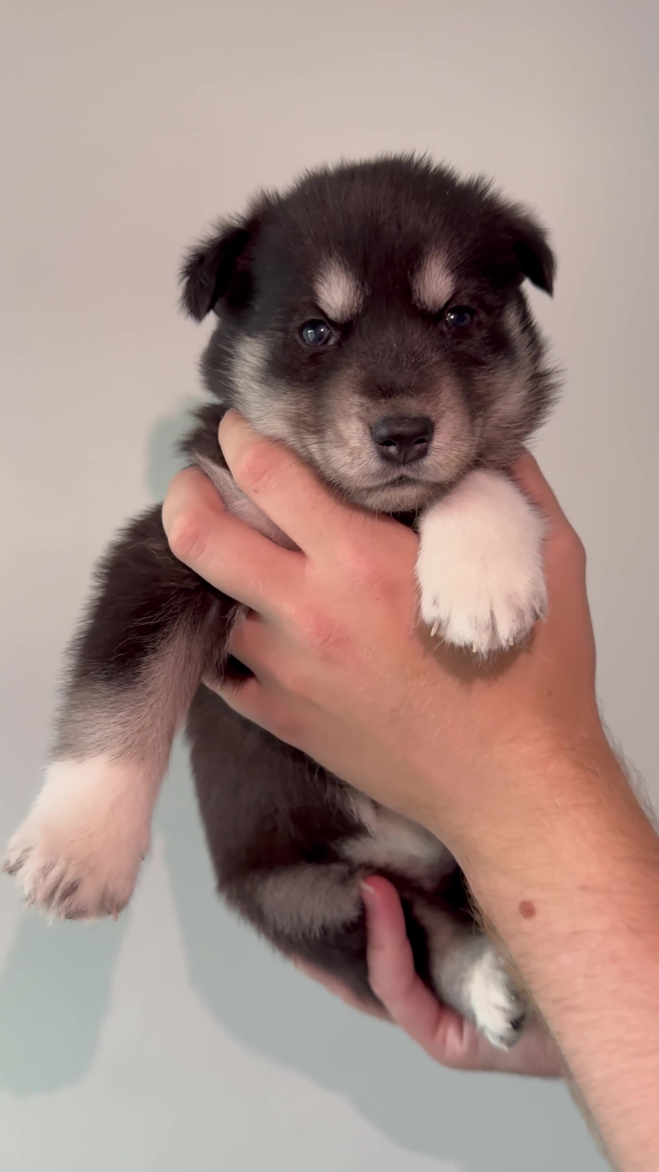 Siberian Husky dogs for sale: Beautiful Chunky Siberian Husky Puppies  - Video 4