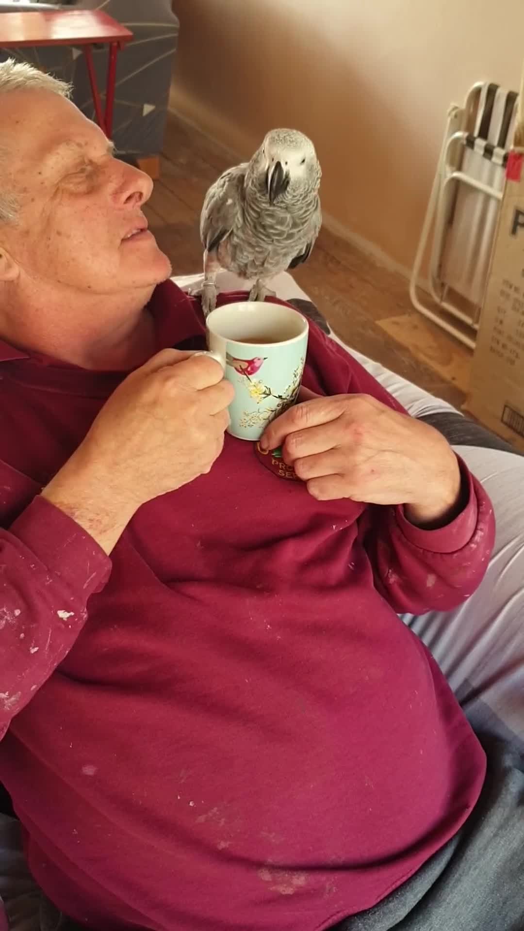 Parrots birds for sale: Reduced African grey parrot  - Video 1