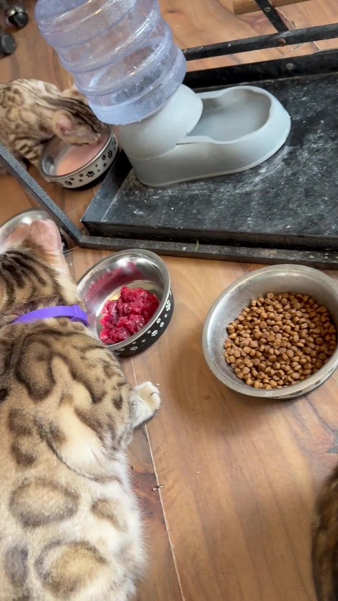 Bengal cats for sale: TICA, GCCF Champion Bloodline Bengal Kittens in London - Video 4