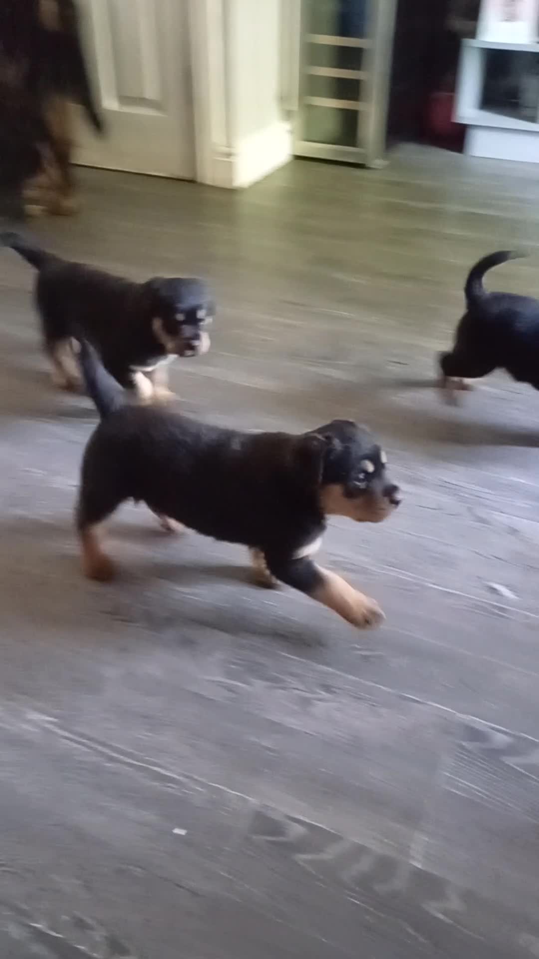 Rottweiler dogs for sale: Chunky full rottie pups  - Video 1