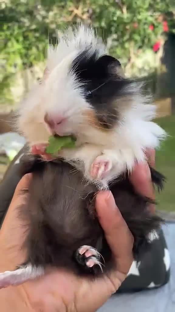 Guinea Pig rodents for sale: Bonded teddy x Abyssinian males - Video 3