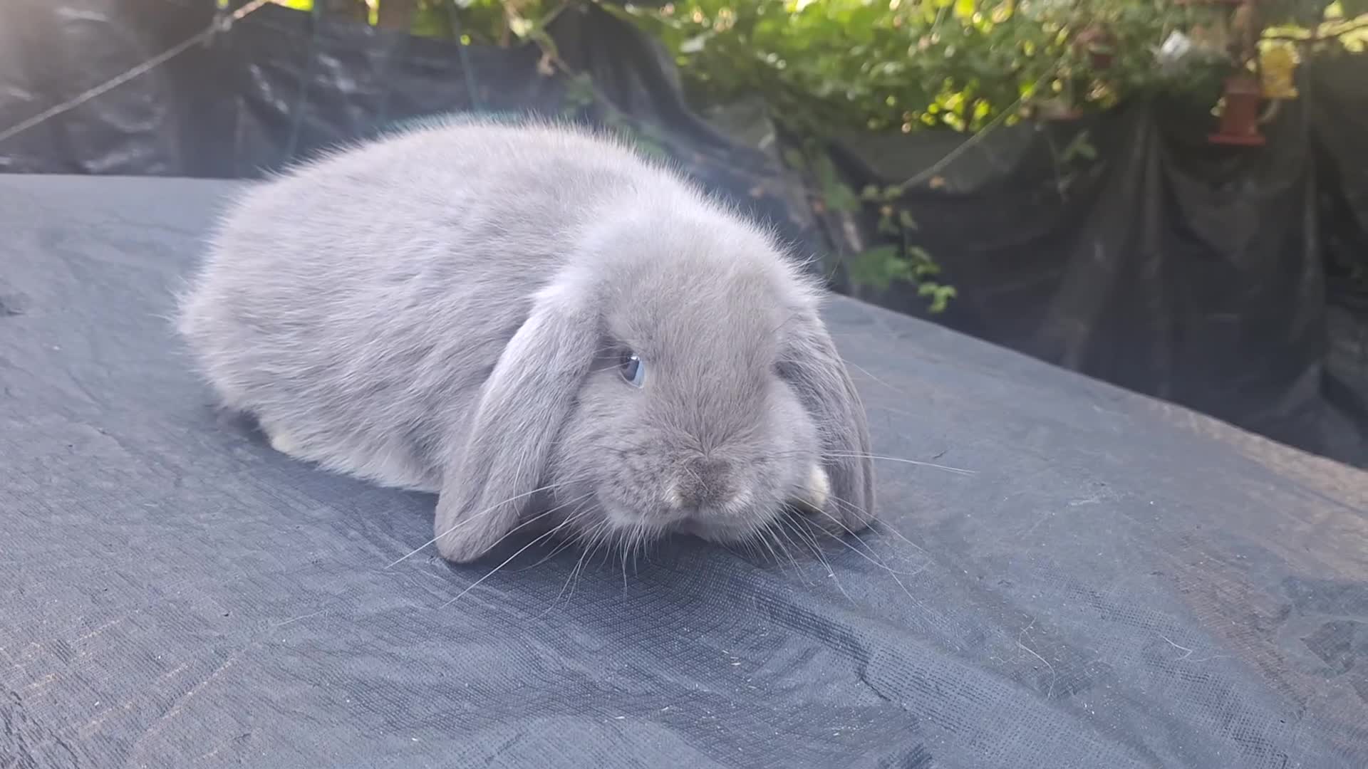 Mini Lop rabbits for sale: Beautiful purebred mini lop eared kits  - Video 3
