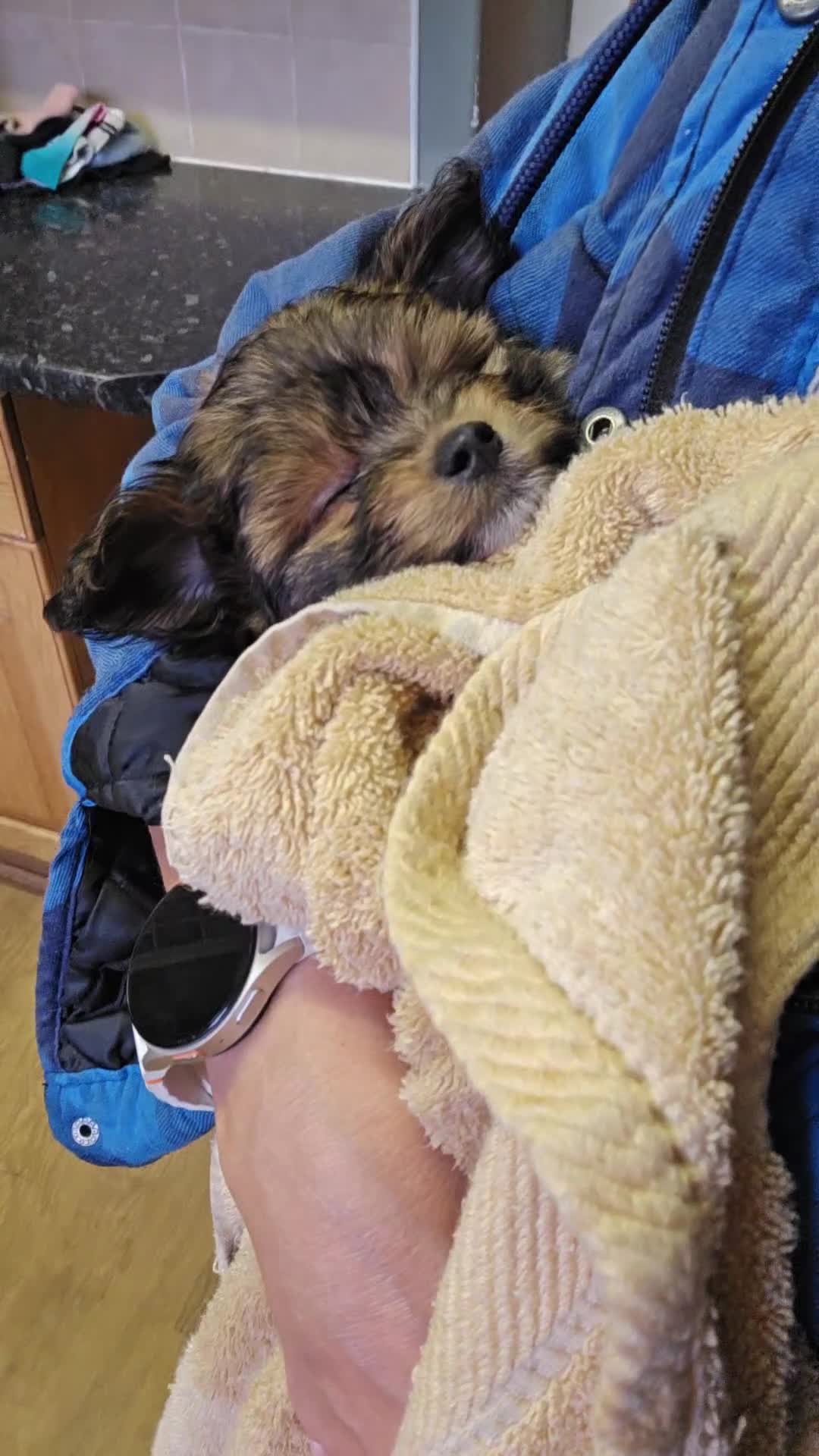 Pomapoo dogs for sale: POCKET SIZED POMAPOOS ~ READY NOW - Video 1