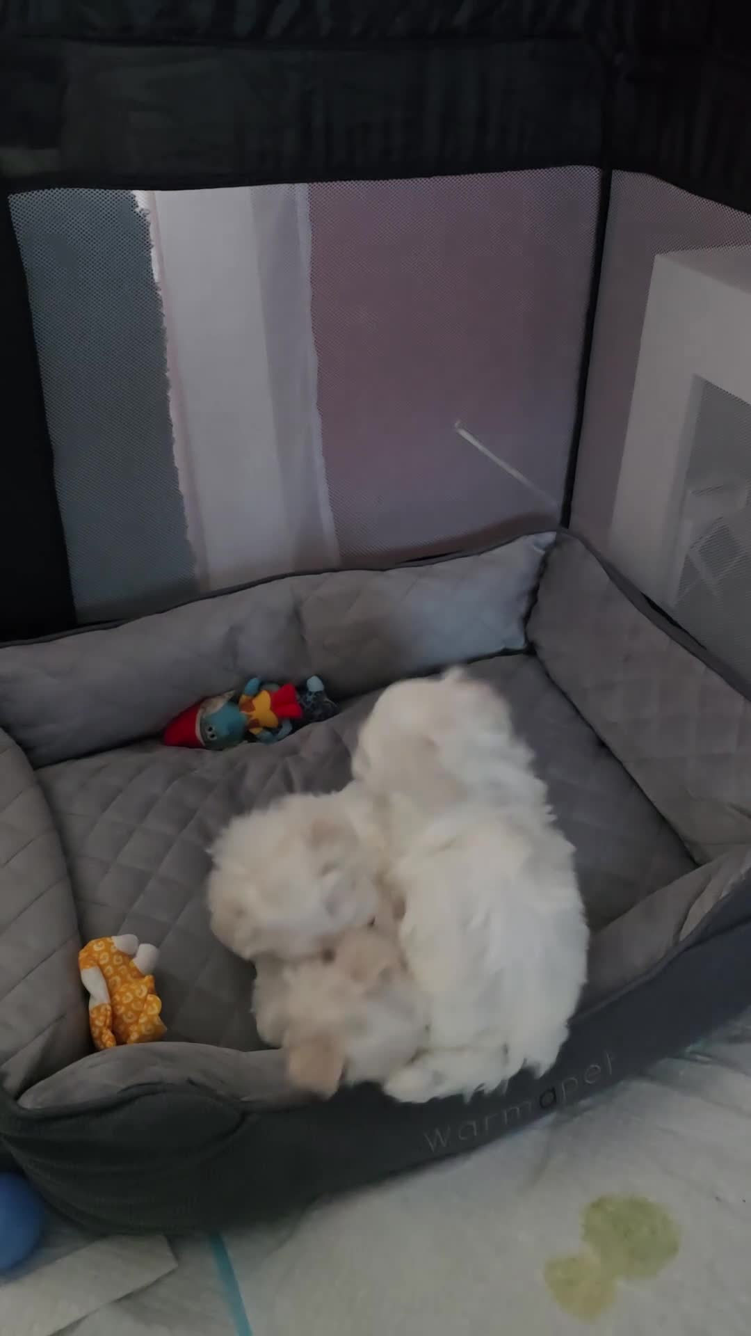 Maltese dogs for sale: Adorable Maltese Puppies for Sale - Video 4