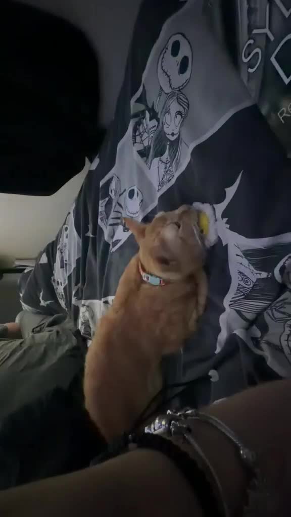 Domestic Shorthair cats for sale: Beautiful Ginger Boy - Video 2
