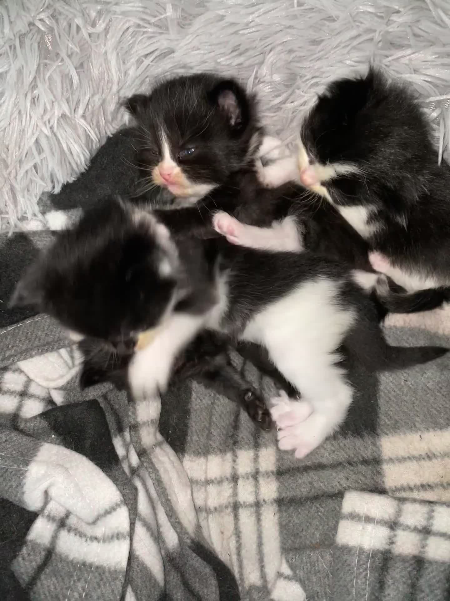 British Longhair cats for sale: 3 Gorgeous Longhaired Kittens - Video 1