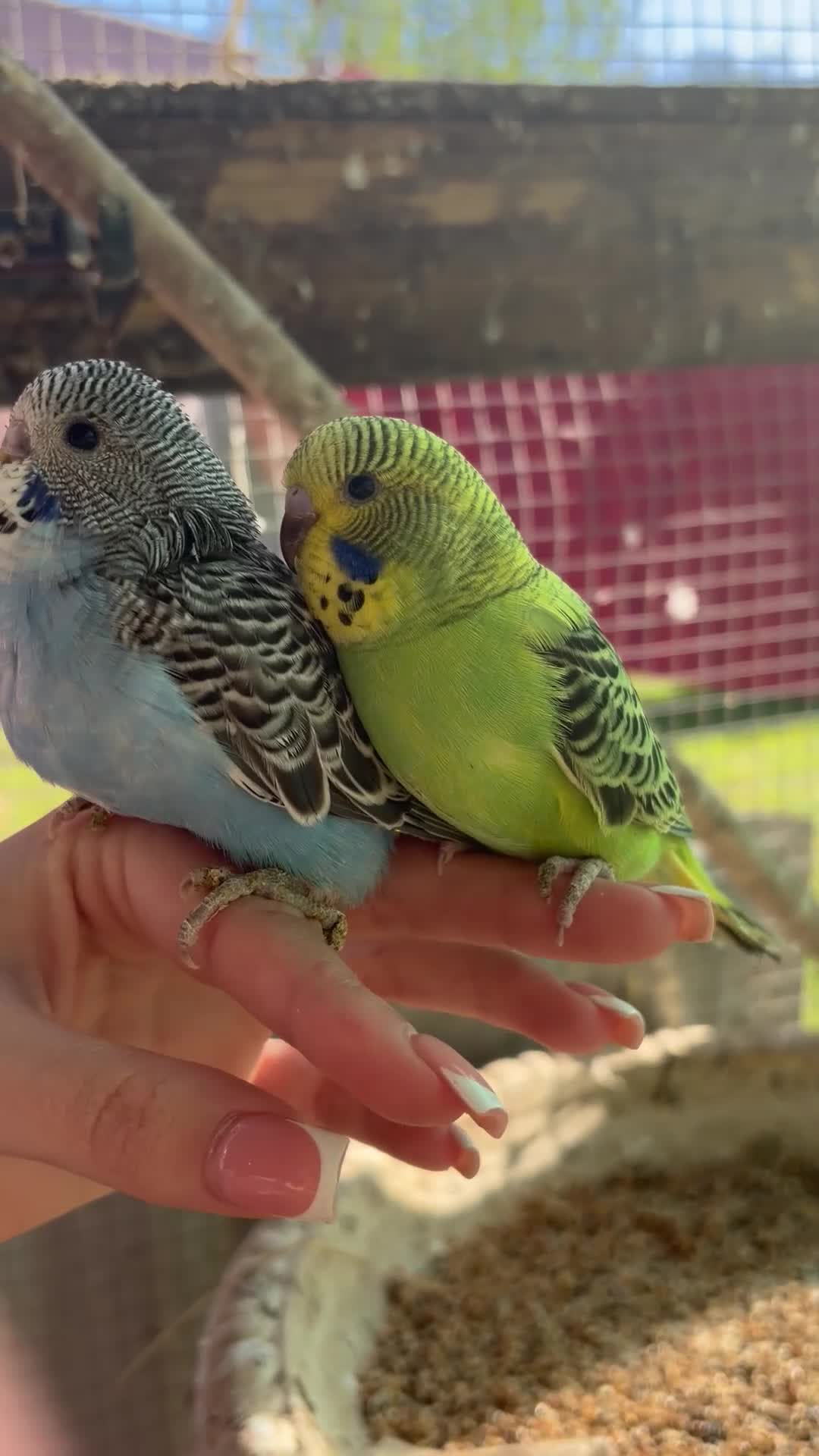 Budgerigars birds for sale: Budgies  in Worksop - Video 1