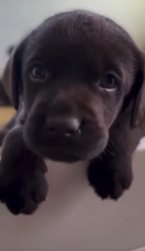 Labrador Retriever dogs for sale: Chocolate Labrador puppies - Video 1