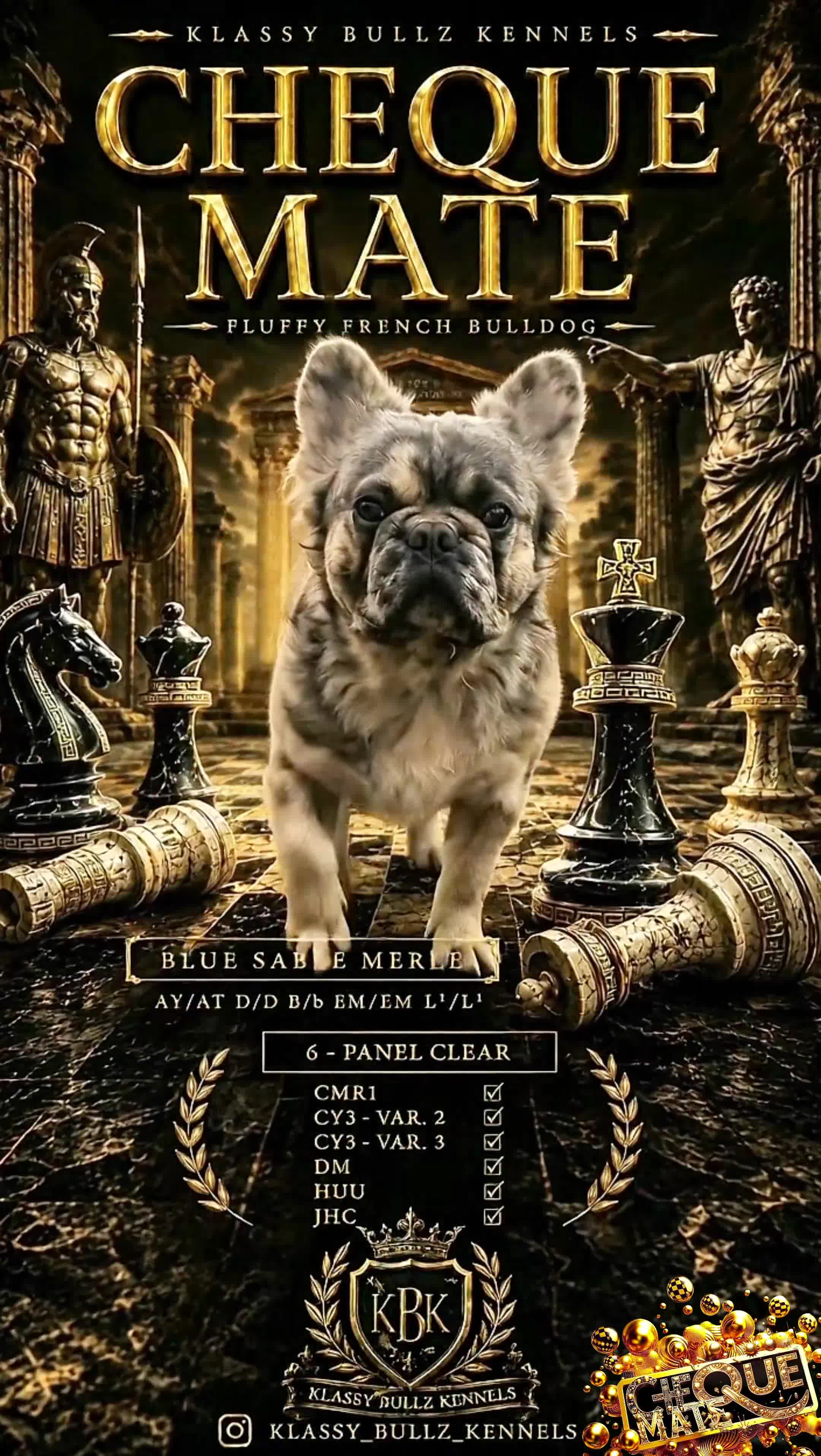 French Bulldog dogs for stud: ♟️ Cheque Mate – Elite Fluffy Frenchie Stud ✨ - Video 2