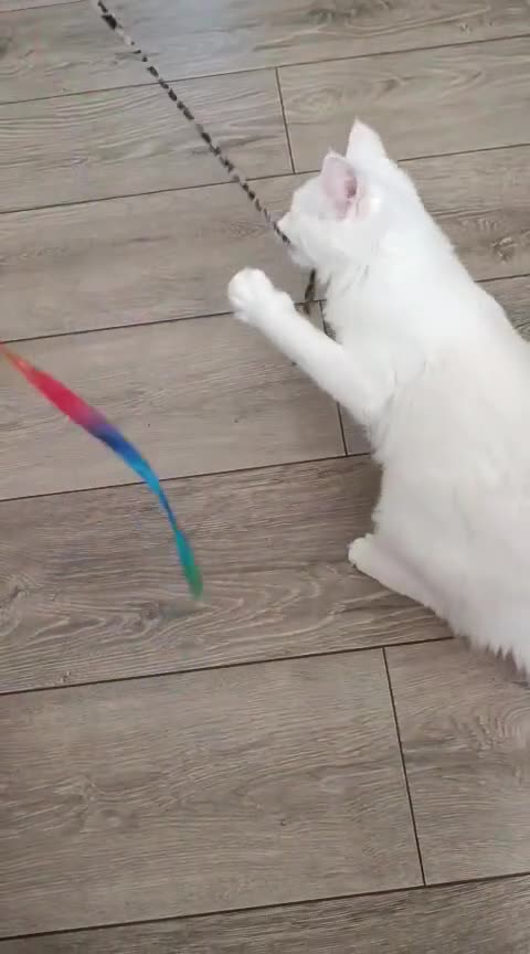 Turkish Angora cats for sale: Turkish Angora girls - Video 1