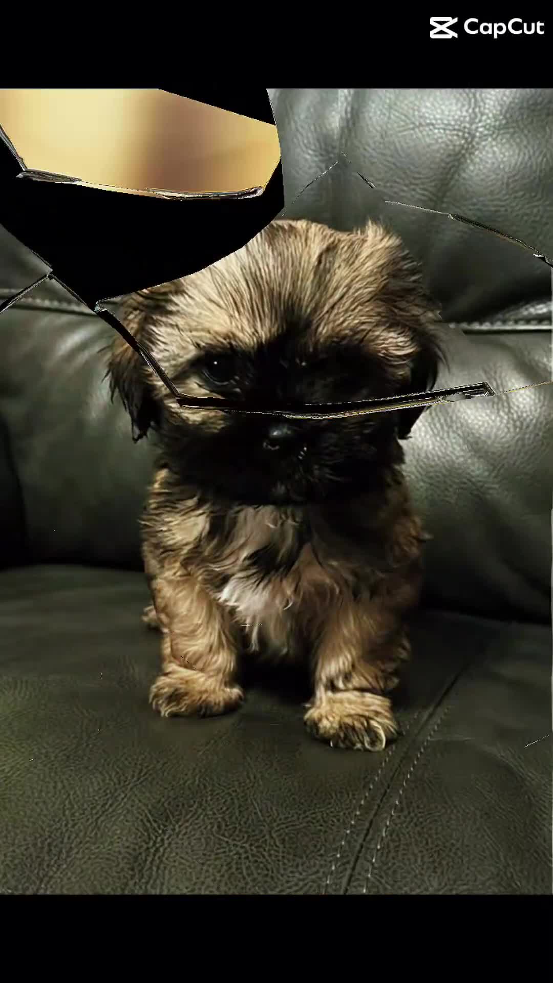 Shih Tzu dogs for sale: 🌟READY NOW ,LAST BOY 🌟 Shih Tzu PUPPY  - Video 1