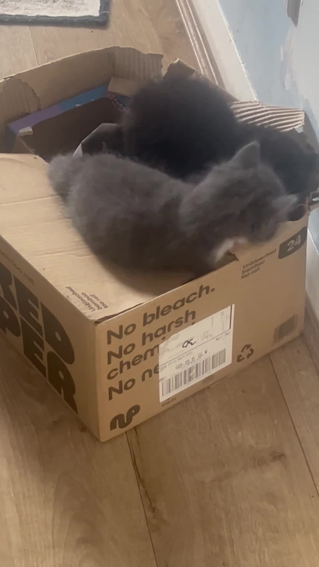 Ragdoll cats for sale: FLUFFY MISCHIEFS READY NOW!!! Ragdoll cross boys - Video 1