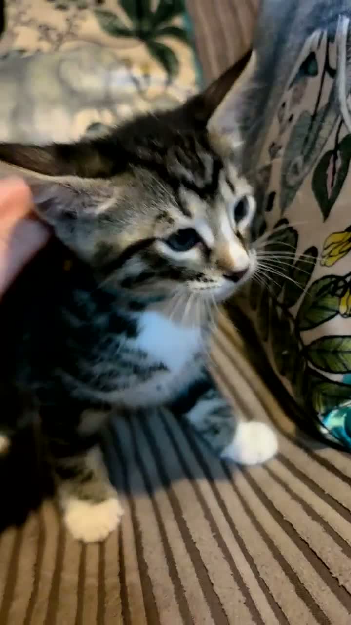 Bengal cats for sale: 2 Male Bengal cross DSH  - Video 1