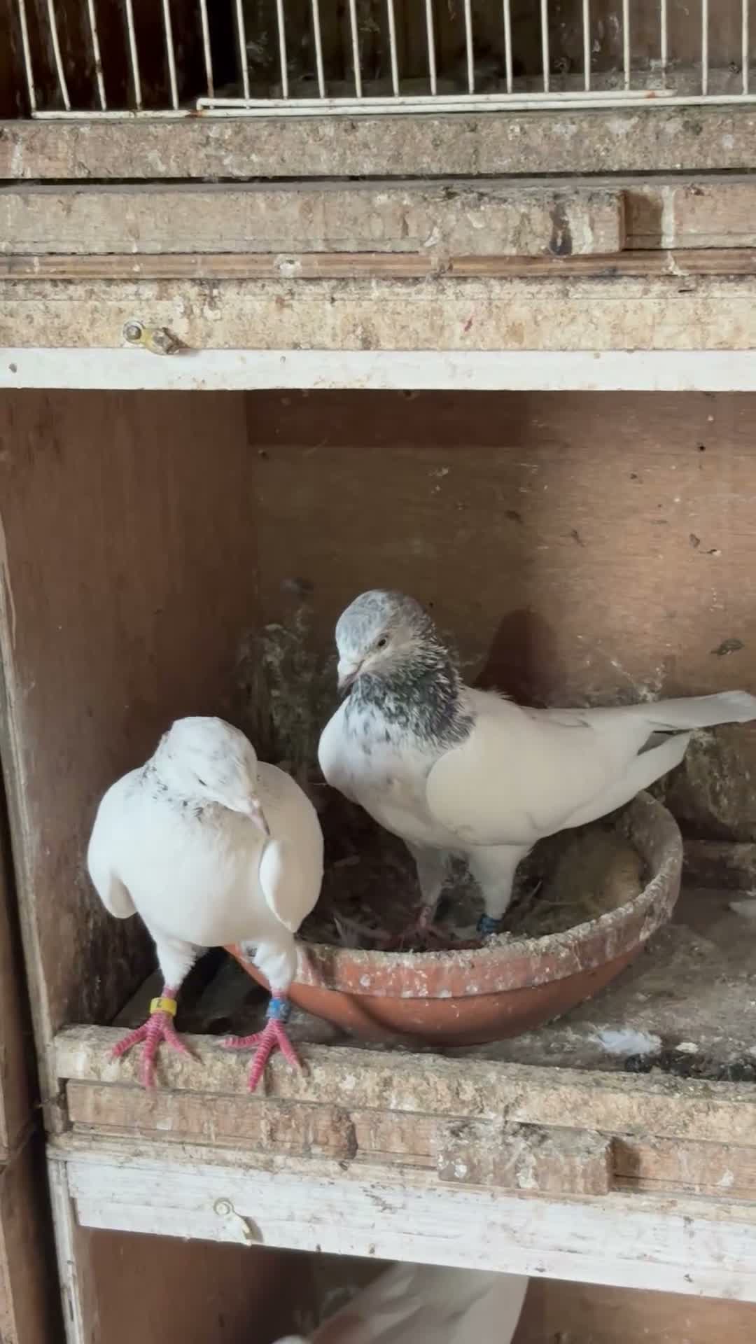 Mixed Breed livestock for sale: Pigeons  - Video 1