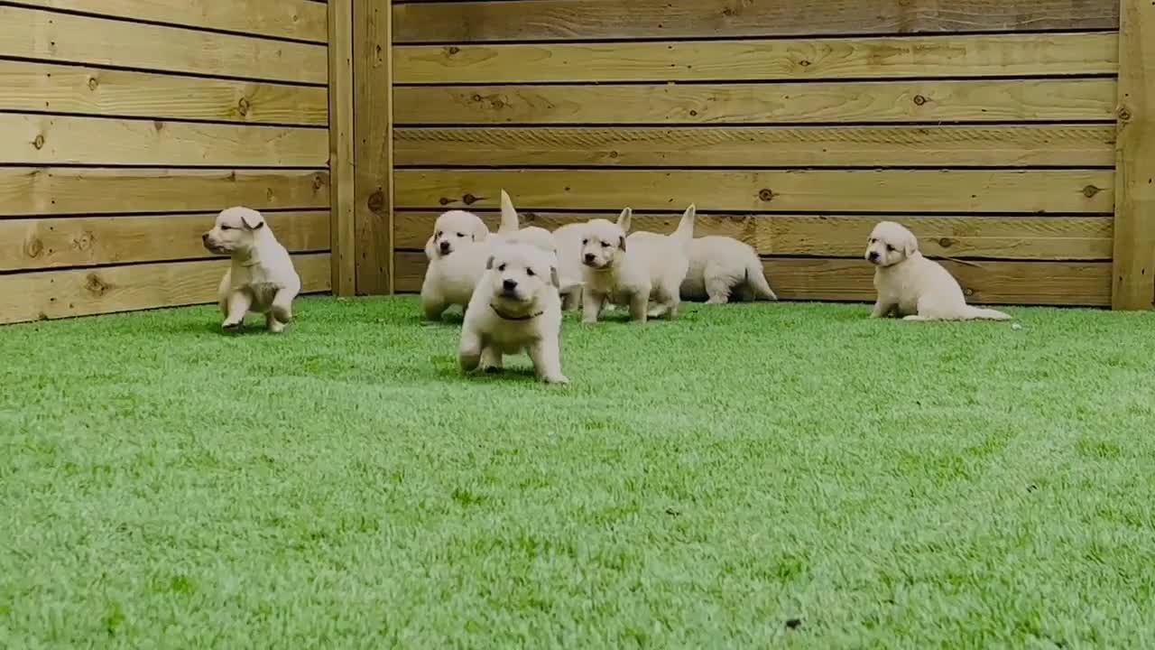 Golden Retriever dogs for stud:   ICT CLEAR Proven Golden Retriever for stud in Manchester - Video 1